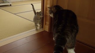 Little Hana and Maru's first meeting. - YouTube