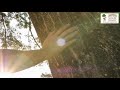Stump Grinding In Phoenix AZ 602 671 022 Stump Grinding In Phoenix AZ 602 671 022