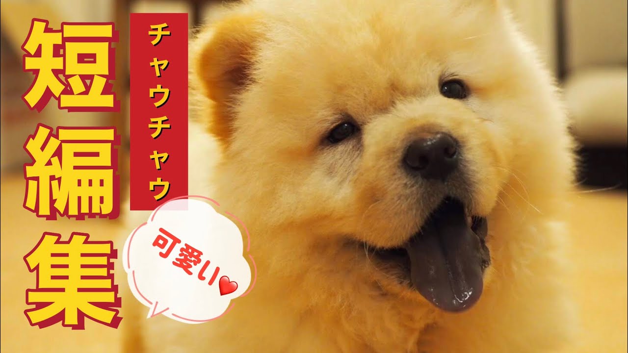 チャウチャウ面白い短編集 子犬 Youtube