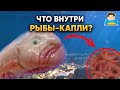 Вот что внутри рыбы-капли! | Plushkin