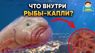 Вот что внутри рыбы-капли! | Plushkin