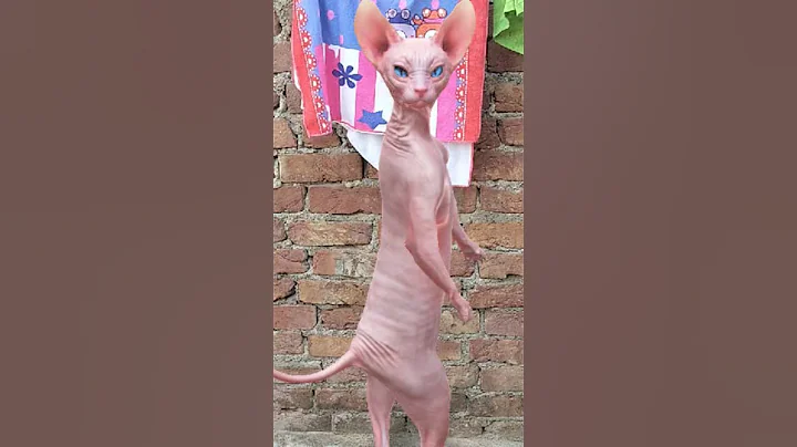 Watch the video about Sphynx cat 😻💃🐈😹 #shorts #cat #funny #catlover