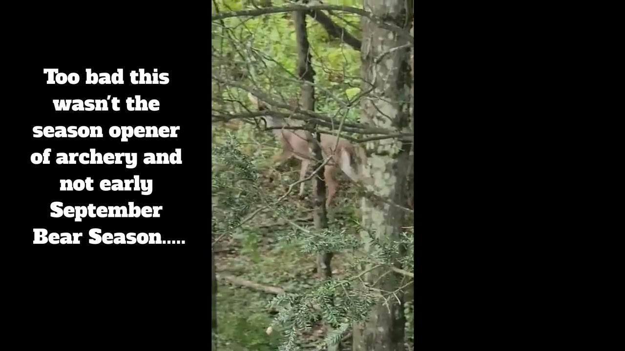 Season 1 Episode 4 Nicks phone footage from early bear season YouTube