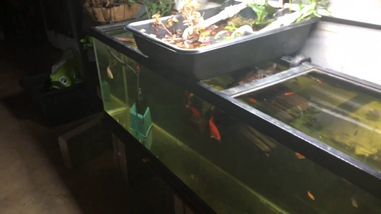 camera iphone 8 plus apk Big Tank With Big Goldfish