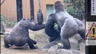 Gorilla⭐️ Momotaro succumbs to pressure from his wife and eldest son and runs away.【Momotaro family】