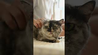 Cat's video #cats #cutecats #subcribe by Cute animals world No views 1 year ago 2 minutes