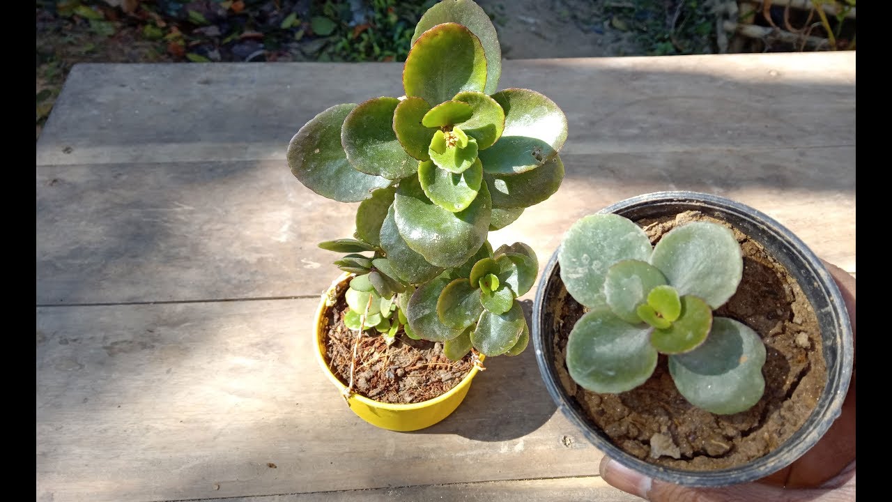 Grow Kalanchoe Plant : How to Propagate Kalanchoe Plant from Stem