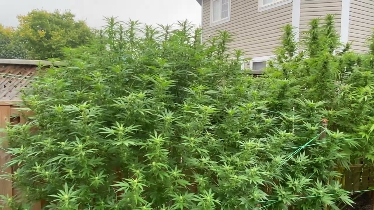 Outdoor grow September 16 2022