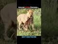 Lioness adopted a calf #nature #love #wildlife #lion #calf #youtube #shorts #viral #video