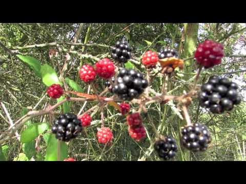 Video: The Healing Power Of Autumn Berries