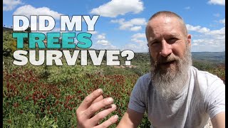 Where Are My Apricot Trees? More Wild Boar Attacks. (Portuguese Homestead Life)