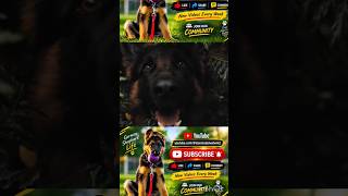 👃 Let your dog practice scent games #subscribe #youtubeshorts #shorts #viral #funny #dog #pets