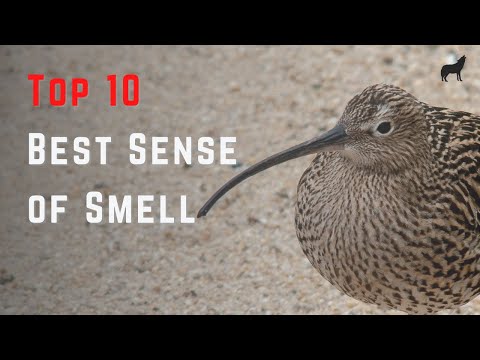 Top 10 Animals With the Best Sense of Smell - YouTube