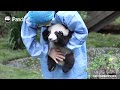 Случайно нашла вот такую «панду-куклу»|CCTV Русский