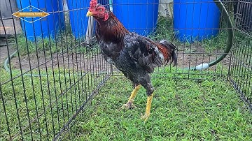 QAIB FALL MOLTING | 08.31.25 | SHOWBIRD | QAIB THAI | SHAMO | ASEEL | PAKOI | GANOI