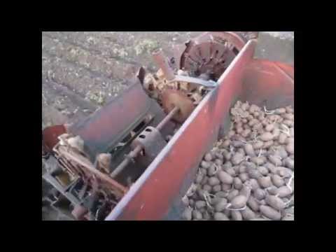Video: Kartupeļu apūdeņošana un tās ietekme uz ražu