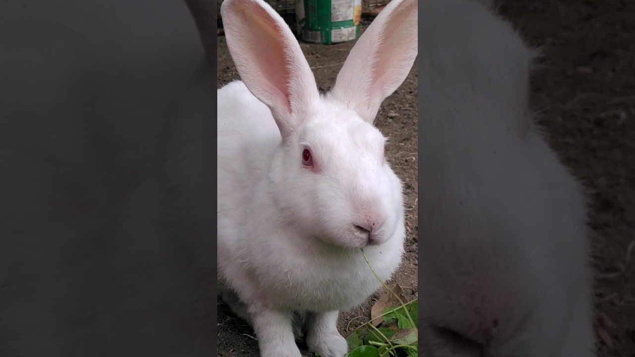Swi Slitter Rabbit మేత తింటున్న కుందేలు #Rabbit#shorts#viral videos# - YouTube