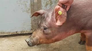 Countryside Services EID Pig Tag Range