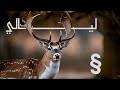  سمر طارق   ليالي                                                                             حالتي