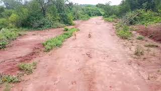Small Dog Hunting In The Bush