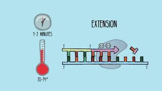 Introduction to PCR - Animation by Promega Team