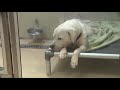 St. Louis County Animal Shelter waives fees for large dogs
