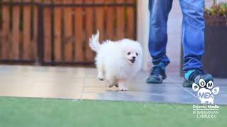 💙🐶 $27K macho crema spitz aleman chico CL0101