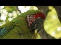 Eric Horstman on The Great Green Macaw