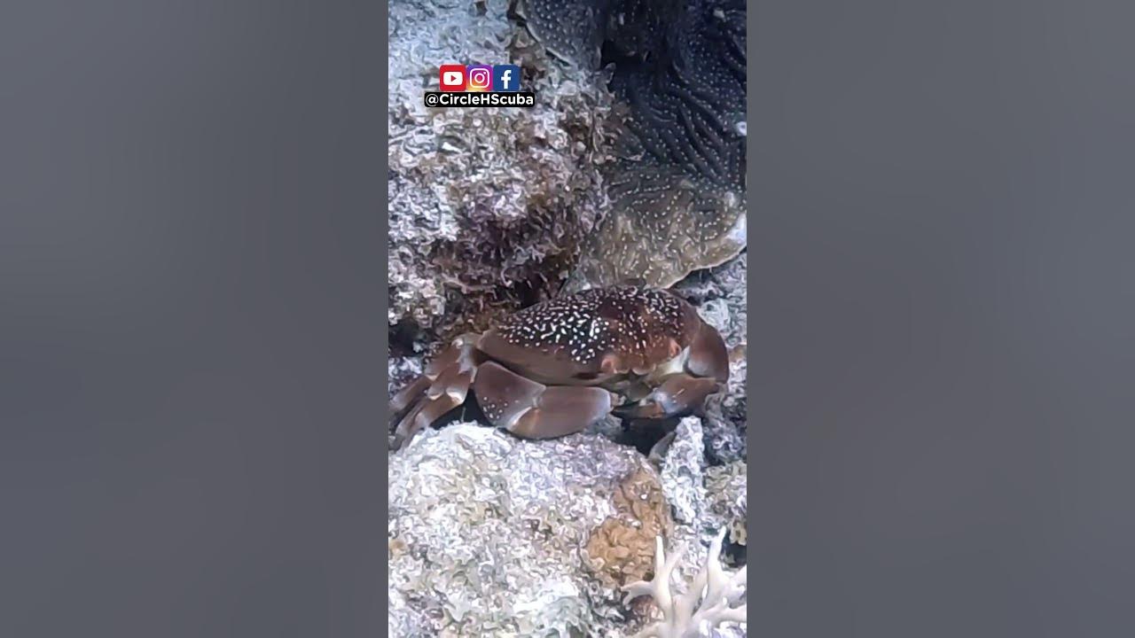 IRL Crab Rave Batwing Coral Crab Dancing YouTube