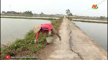 Triển khai các biện pháp diệt chuột để bảo vệ lúa và cây màu