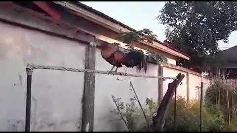 qaib dib txuam qaib qus daj hawj heev 0302281162