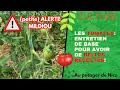 Les tomates entretien courant pour de belles rcoltes le mildiou est l