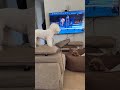 A sly dog#doglover #dog #cutedog #dogoftheday
