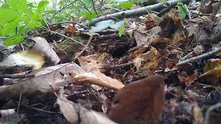 ginseng berries what are you supposed to do with them? let me show you