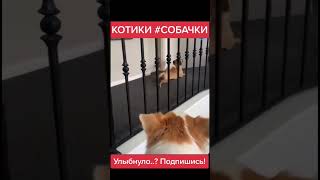 Cats dogs memes✅🐱🐶🤣✅ #tiktok #trending #trend #foryou #memes #2024