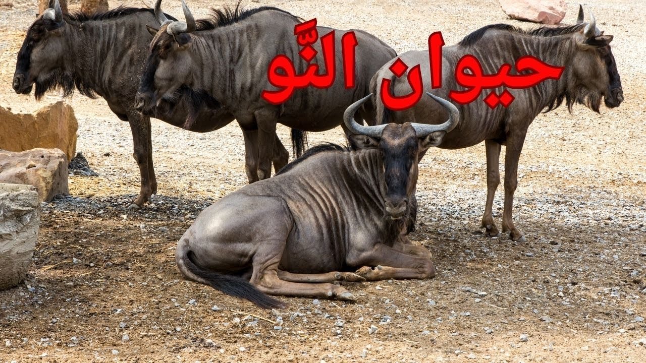 استكشف سحر حيوان النَّو في فيديو قصير مدهش - YouTube