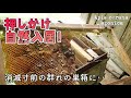 【日本ミツバチ】押しかけ自然入居😳❗️消滅寸前の群れに、ちゃっかり合流してきたハチさんたち🐝💨