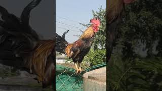 Rooster Sound | Country Rooster Sound | ? मुर्गे की आवाज | kok kok kok kok kokook murga murgi