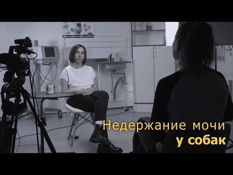 Видео: О нет! У моей собаки произошла утечка: гормональное недержание мочи у собак