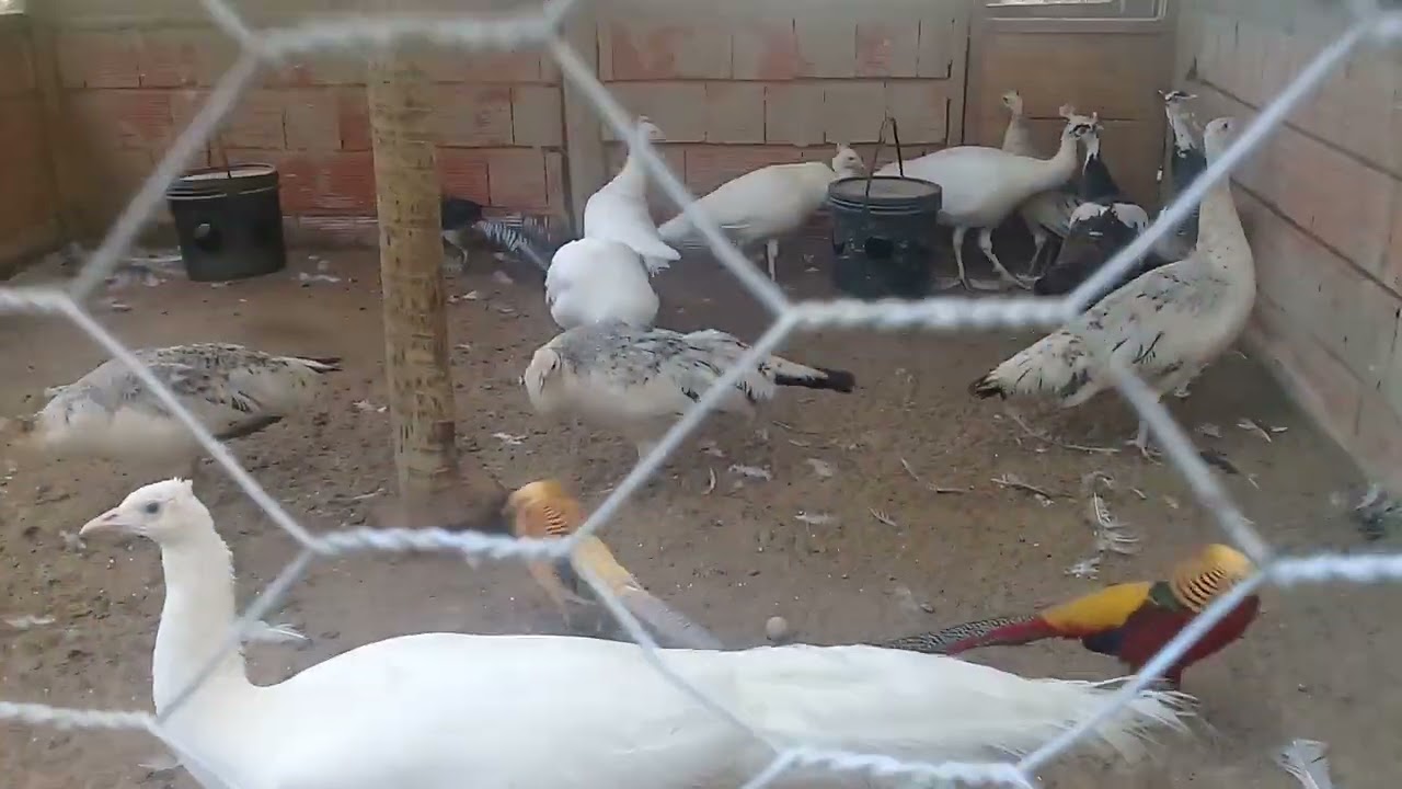 CLAUDIO COZENDEY  PAVÃO E FAISÃO EM   NOVA FRIBURGO