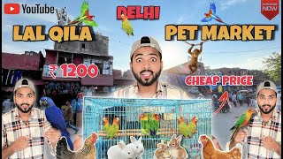 (Delhi) Cheap Price Pet Market | 2023 | Lal Qila Pet Market | Latest Update | Persian Cat , Parrot .