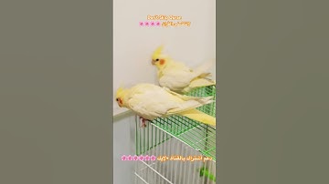 تلاوه عطره من الذكر الكريم #birds #cutebird #foryou #اكسبلور