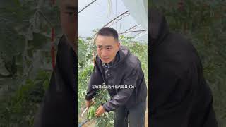Mini Watermelon Spider Plant - Pucheng Watermelon Variety, Jinlefeng