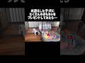おもちゃ大好きな子犬がまさかの行動…⁉︎#キャバリア #shorts