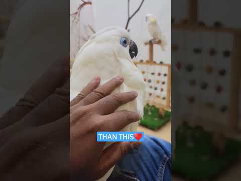 Blue Eye Cockatoo | #cuddlebuddies #cockatoos #ShaikhTanveer