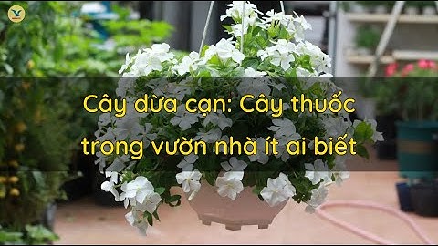 Cây dừa cạn: Cây thuốc trong vườn nhà ít ai biết