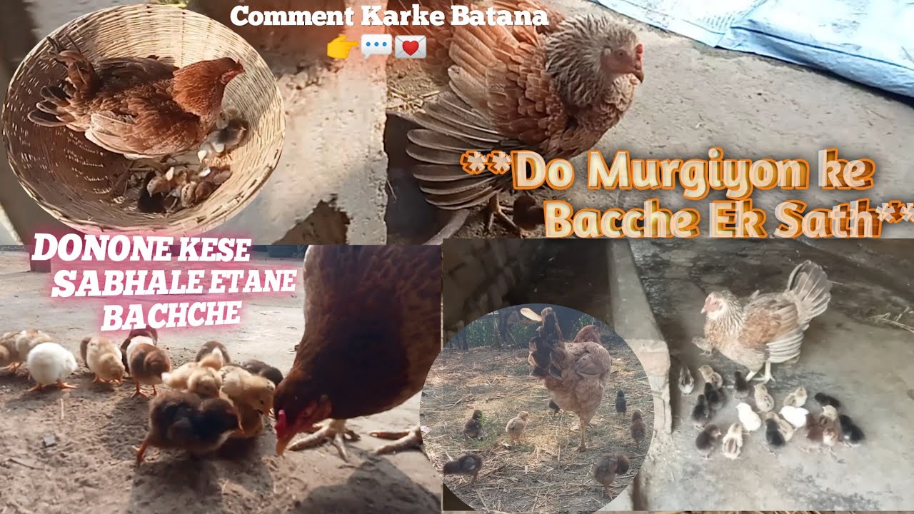   Do Murgiyon ke Bacche Ek Sath👉🐣😱 // दो मुर्गियों बच्चे एक साथ 👉🐣😱 (January 10, 2026)