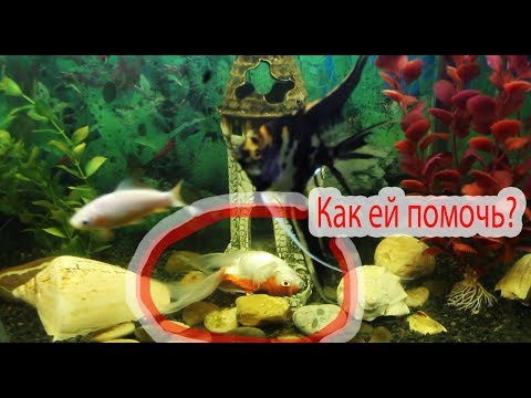 Рыбка плавает вверх брюхом. Что делать?