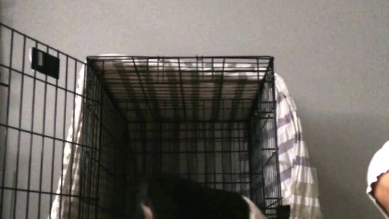 Boston Terrier Puppy Training Crate You Boston Terrier Puppy Training Crate