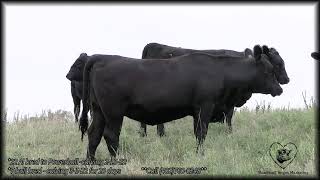 2020 Bobby Bartos & Family Bred Heifers For Sale